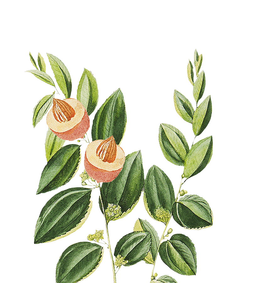 REPLENISHING SERUM - Elixir Bonheur