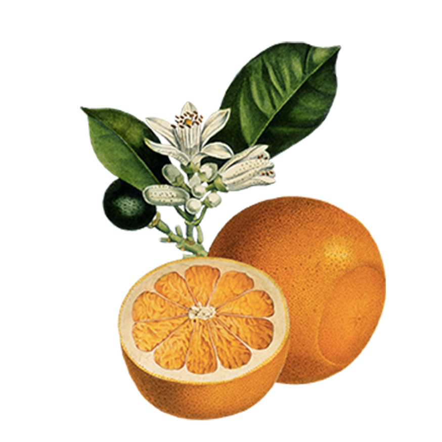 SCENTED CANDLE - Orangeraie En Fleur