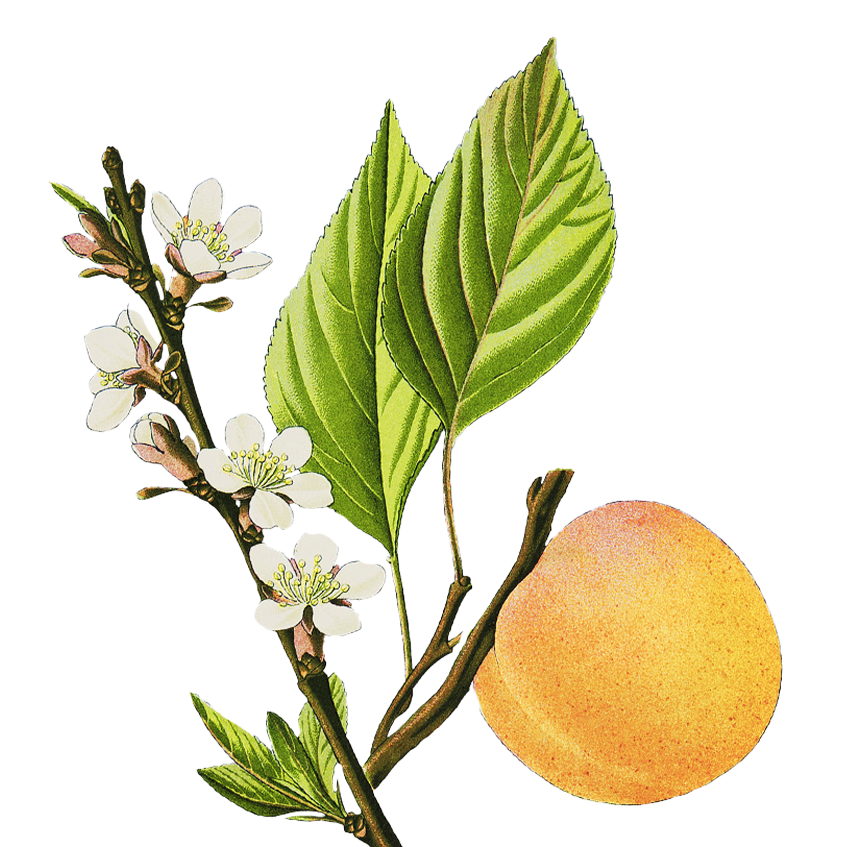RADIANCE MASK - Sève Divine