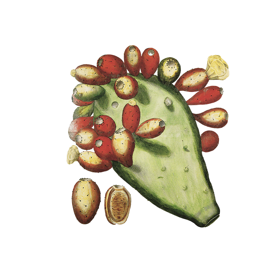 REPLENISHING SERUM - Elixir Bonheur